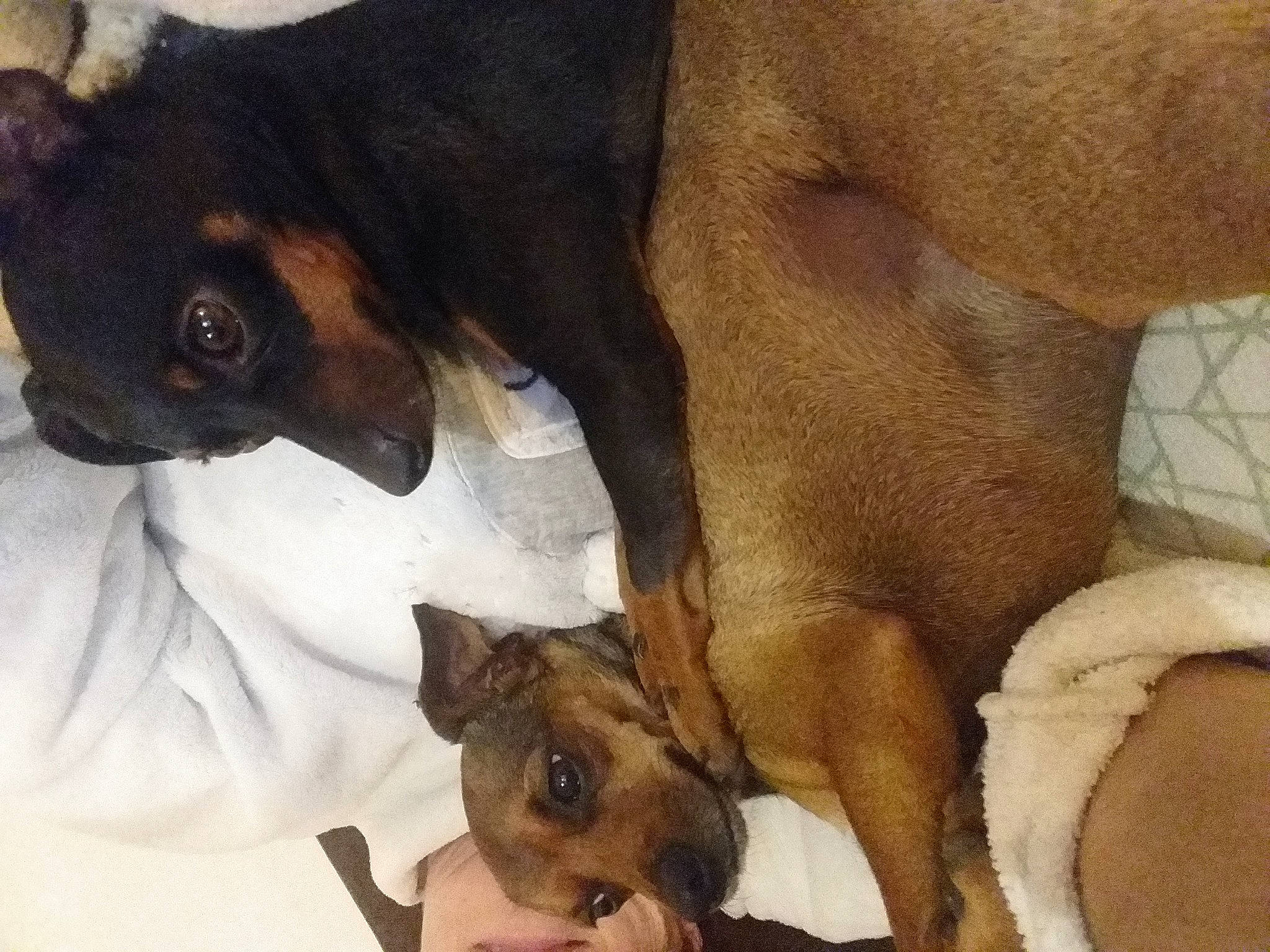 Pepone Et Capone participe au concours pour gagner de l'argent avec cette photo : ancient_dog_breeds, canidae, carnivore, comfort, companion_dog, dog, dog_breed, ear, fawn, fur, non_sporting_group, paw, prazsky_krysarik, snout, sporting_group, terrestrial_animal, toy_dog, whiskers, working_animal