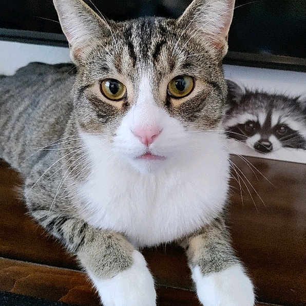 Nibbles
