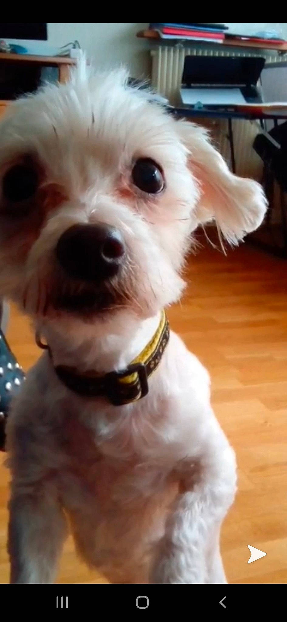 Astérix participe au concours pour gagner de l'argent avec cette photo : bolonka, canidae, carnivore, companion_dog, dog, dog_breed, dog_collar, havanese, maltepoo, maltese, mammal, miniature_schnauzer, morkie, nose, puppy, schnoodle, snout, sporting_lucas_terrier, vertebrate, west_highland_white_terrier