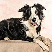 Lixy a rejoint le concours — aidez-le/la à gagner de superbes lots ! dog, border_collie, pet, canine, black_and_white, tongue_out, lying_down, portrait, fur, eyes, paws, studio, backdrop, smiling, looking_at_camera, animal, domestic_animal, whiskers, cozy, attentive
