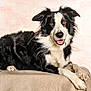 dog, border_collie, pet, canine, black_and_white, tongue_out, lying_down, portrait, fur, eyes, paws, studio, backdrop, smiling, looking_at_camera, animal, domestic_animal, whiskers, cozy, attentive