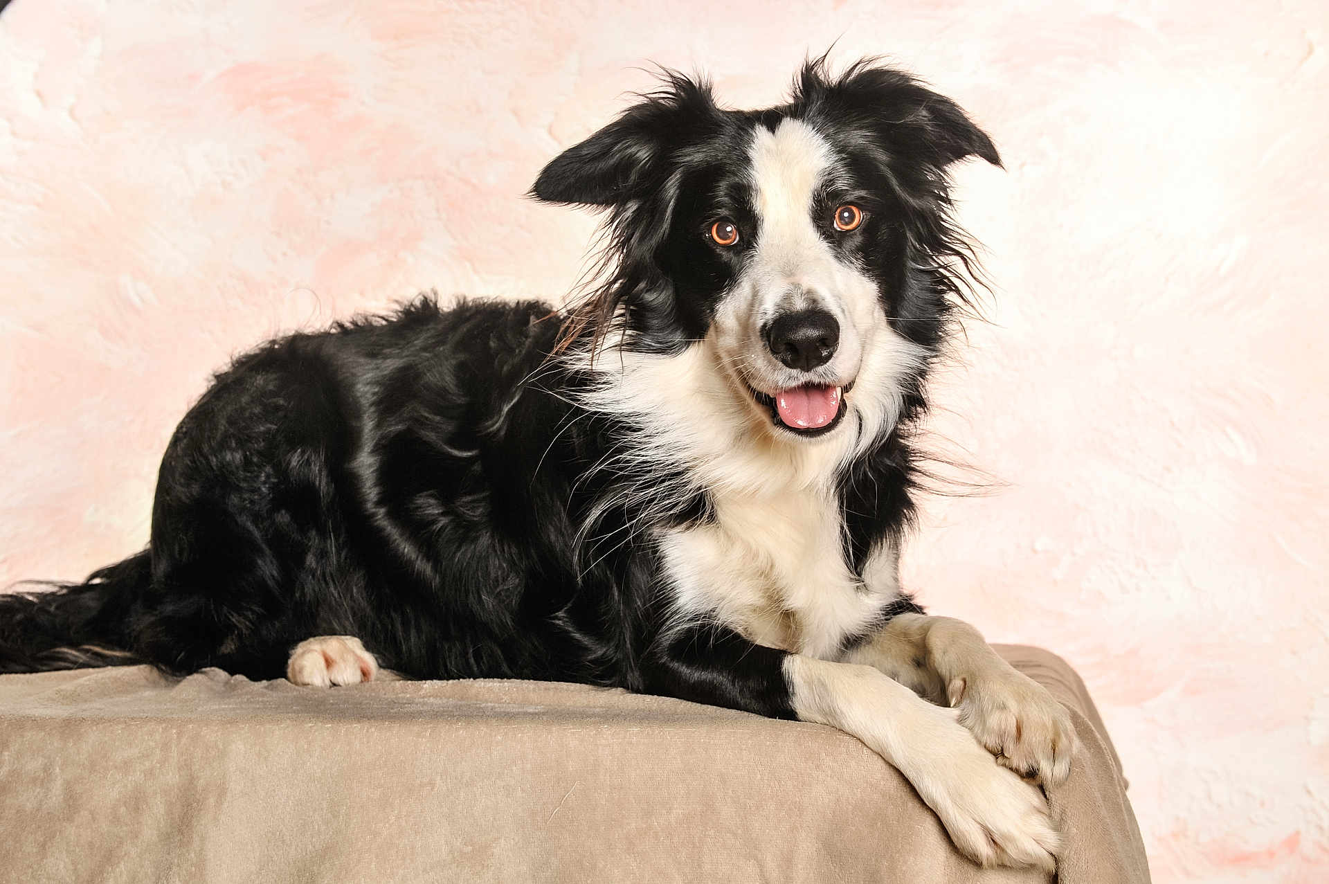 Lixy a rejoint le concours — aidez-le/la à gagner de superbes lots ! dog, border_collie, pet, canine, black_and_white, tongue_out, lying_down, portrait, fur, eyes, paws, studio, backdrop, smiling, looking_at_camera, animal, domestic_animal, whiskers, cozy, attentive
