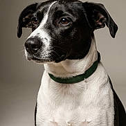 Rebelle participe au concours pour gagner de l'argent avec cette photo : dog, black_and_white, pet, canine, collar, portrait, indoor, looking_away, fur, ears, snout, animal, domestic_animal, mammal, closeup, studio, expression, alert, cute, companion