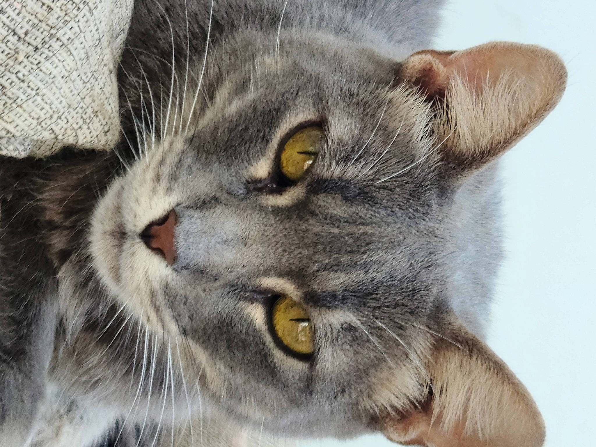 Grisou a rejoint le concours — aidez-le/la à gagner de superbes lots ! carnivore, cat, close_up, domestic_short_haired_cat, ear, felidae, fur, paw, small_to_medium_sized_cats, snout, terrestrial_animal, whiskers, wildlife, window