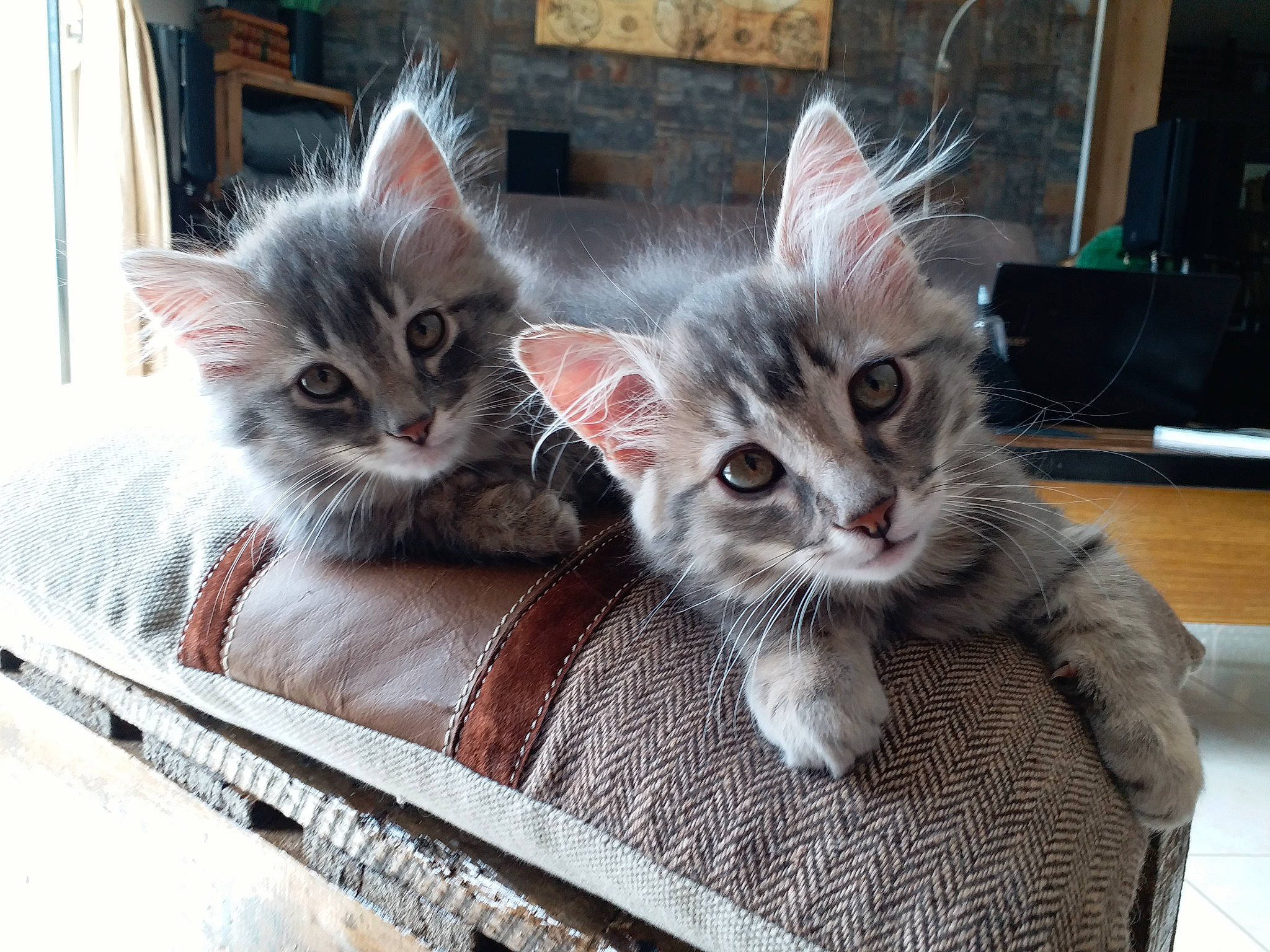 Grisou a rejoint le concours — aidez-le/la à gagner de superbes lots ! animal_shelter, box, carnivore, cat, cat_furniture, cat_supply, cat_toy, claw, comfort, domestic_short_haired_cat, fawn, felidae, fur, grey, paw, small_to_medium_sized_cats, snout, tail, whiskers, window