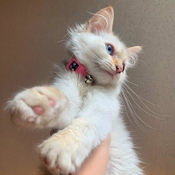 Georgia joined the competition — help win amazing prizes! carnivore, cat, claw, comfort, domestic_short_haired_cat, fawn, felidae, foot, fur, paw, small_to_medium_sized_cats, snout, tail, whiskers