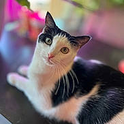 Precious is registered to the contest to win money with this photo: animal, black_and_white, blurred, cat, closeup, curious, cute, domestic, ears, eyes, feline, fur, indoor, nature_colors, pet, portrait, relaxed, soft_background, table, whiskers