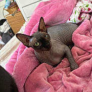 Beerus joined the competition — help win amazing prizes! sphynx_cat, cat, hairless_cat, pink_blanket, blanket, bed, indoor, pet, feline, cozy, wrinkled_skin, green_eyes, resting, soft_texture, home_interior, furniture, basket, drawer, animal, relaxing