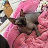 sphynx_cat, cat, hairless_cat, pink_blanket, blanket, bed, indoor, pet, feline, cozy, wrinkled_skin, green_eyes, resting, soft_texture, home_interior, furniture, basket, drawer, animal, relaxing