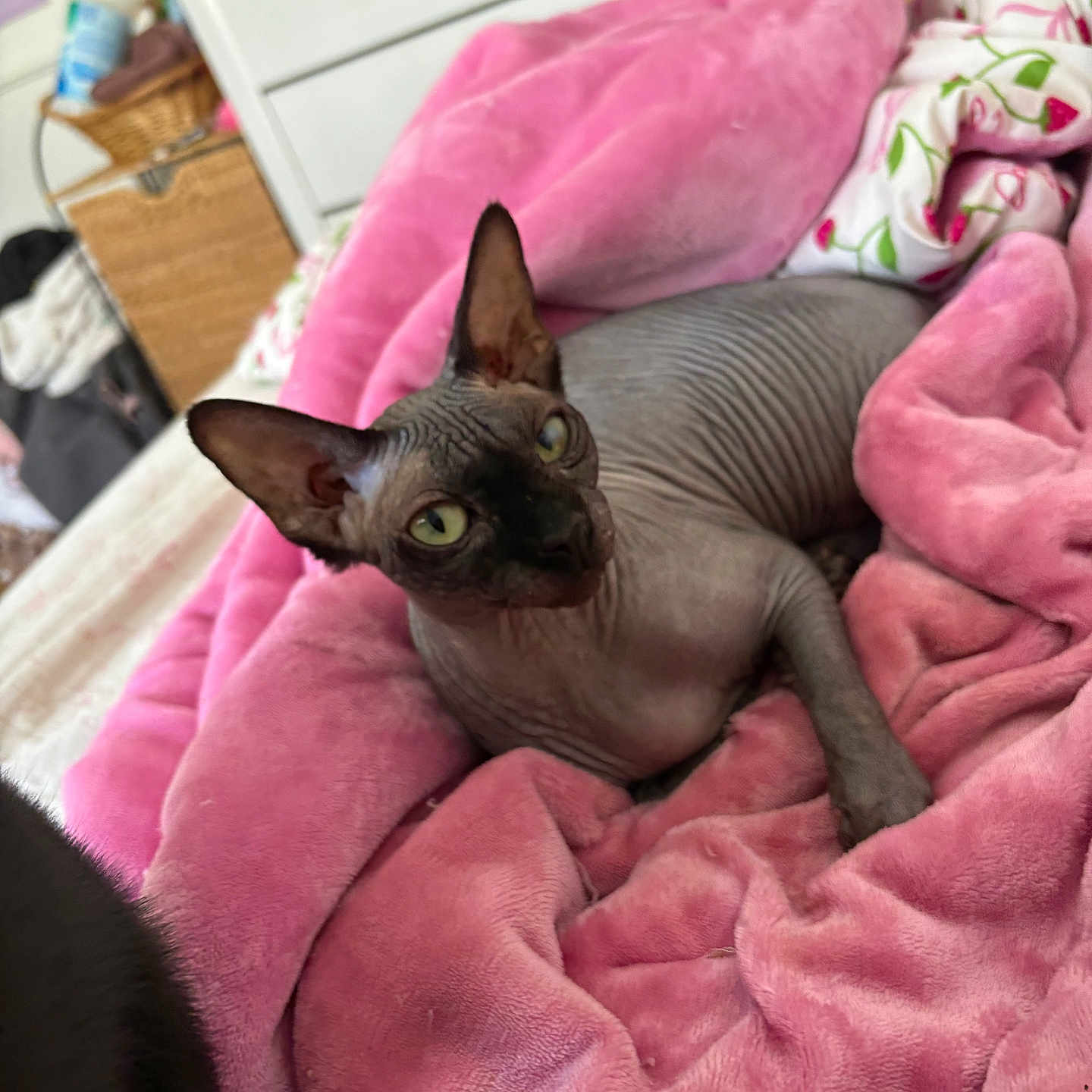 Beerus joined the competition — help win amazing prizes! sphynx_cat, cat, hairless_cat, pink_blanket, blanket, bed, indoor, pet, feline, cozy, wrinkled_skin, green_eyes, resting, soft_texture, home_interior, furniture, basket, drawer, animal, relaxing