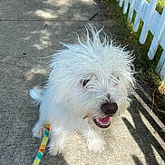 Gilligan is registered to the contest to win money with this photo: canine, closeup, daytime, dog, fluffy, fur, grass, happy, leash, nature, outdoor, pet, picket_fence, shadow, sidewalk, smiling, sunlight, tongue, walking, white_dog