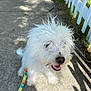 canine, closeup, daytime, dog, fluffy, fur, grass, happy, leash, nature, outdoor, pet, picket_fence, shadow, sidewalk, smiling, sunlight, tongue, walking, white_dog