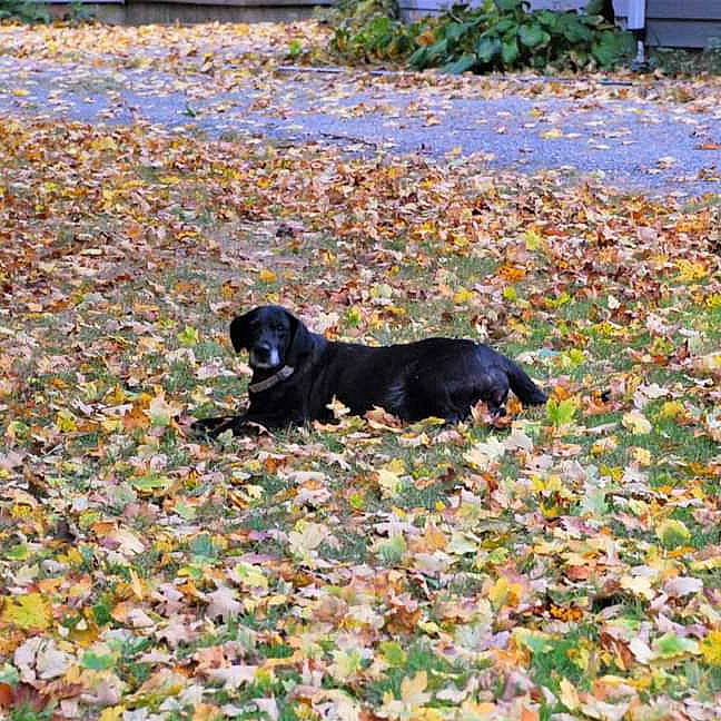 Kami is registered to the contest to win money with this photo: autumn, canidae, carnivore, companion_dog, dog, dog_breed, grass, hunting_dog, leaf, plant, puppy, sporting_group, tree
