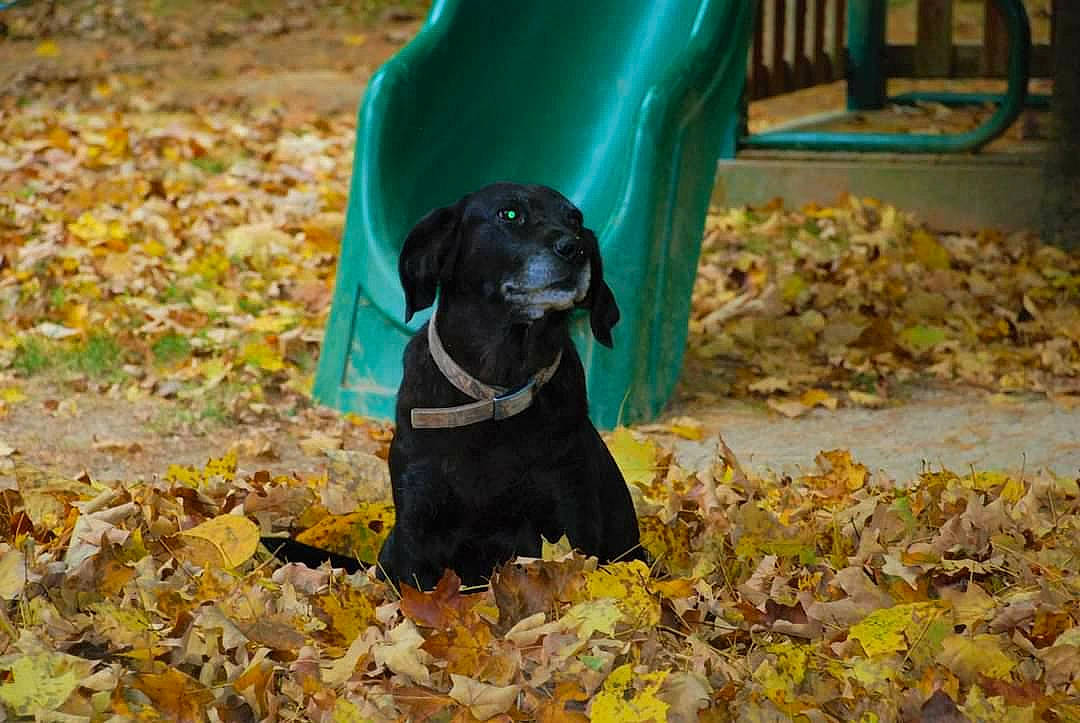 Kami is registered to the contest to win money with this photo: autumn, canidae, carnivore, dog, dog_breed, flat_coated_retriever, hunting_dog, labrador_retriever, leaf, pointing_breed, puppy, rare_breed_dog, retriever, snout, sporting_group