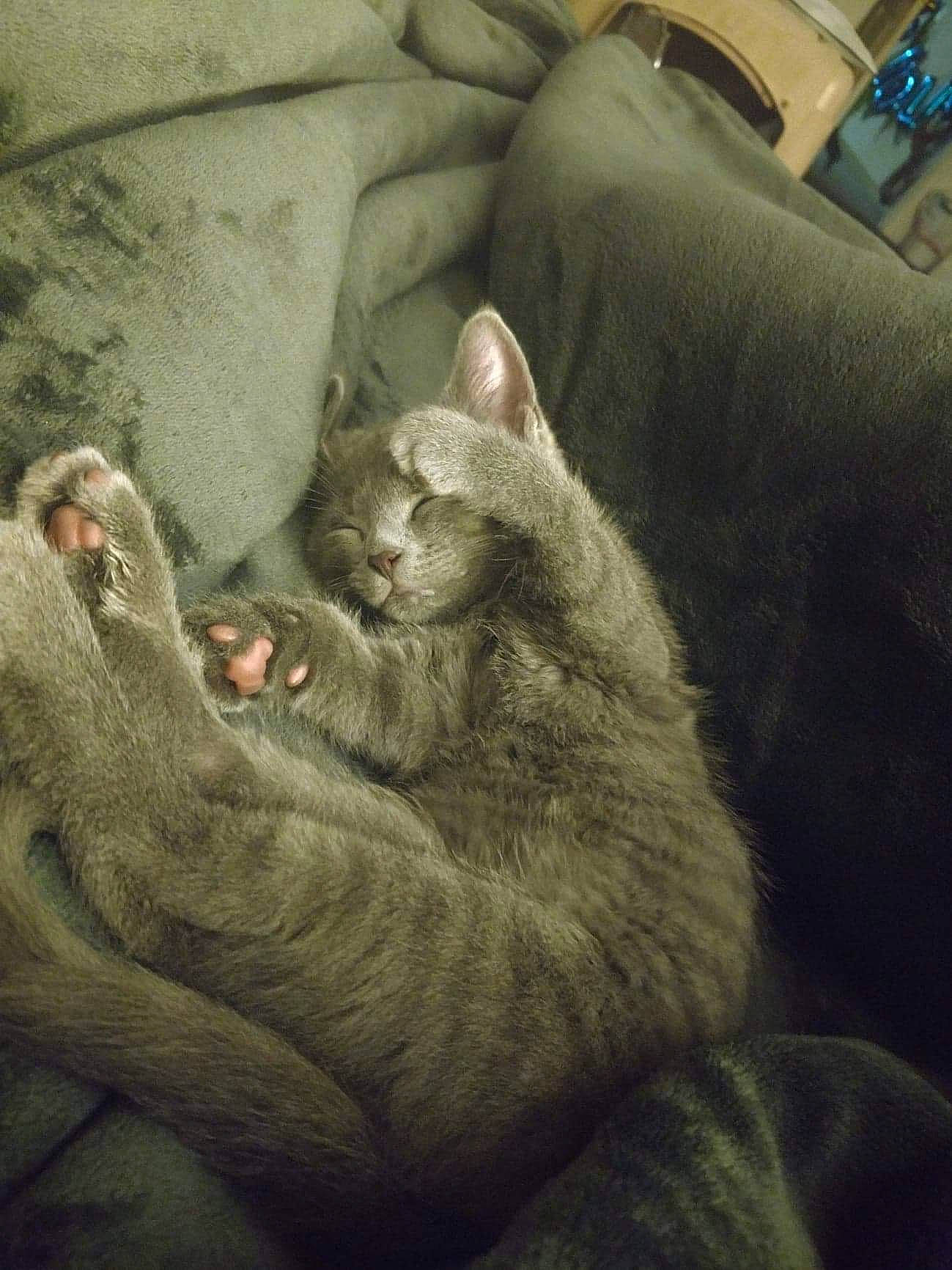 Nimbus is registered to the contest to win money with this photo: carnivore, cat, chartreux, felidae, fur, korat, mouth, nap, nebelung, russian_blue, sleep, small_to_medium_sized_cats, whiskers