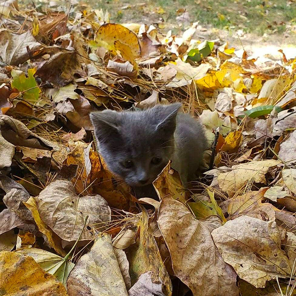 Nimbus joined the competition — help win amazing prizes! autumn, carnivore, cat, chartreux, fawn, felidae, leaf, plant, russian_blue, small_to_medium_sized_cats, wildlife