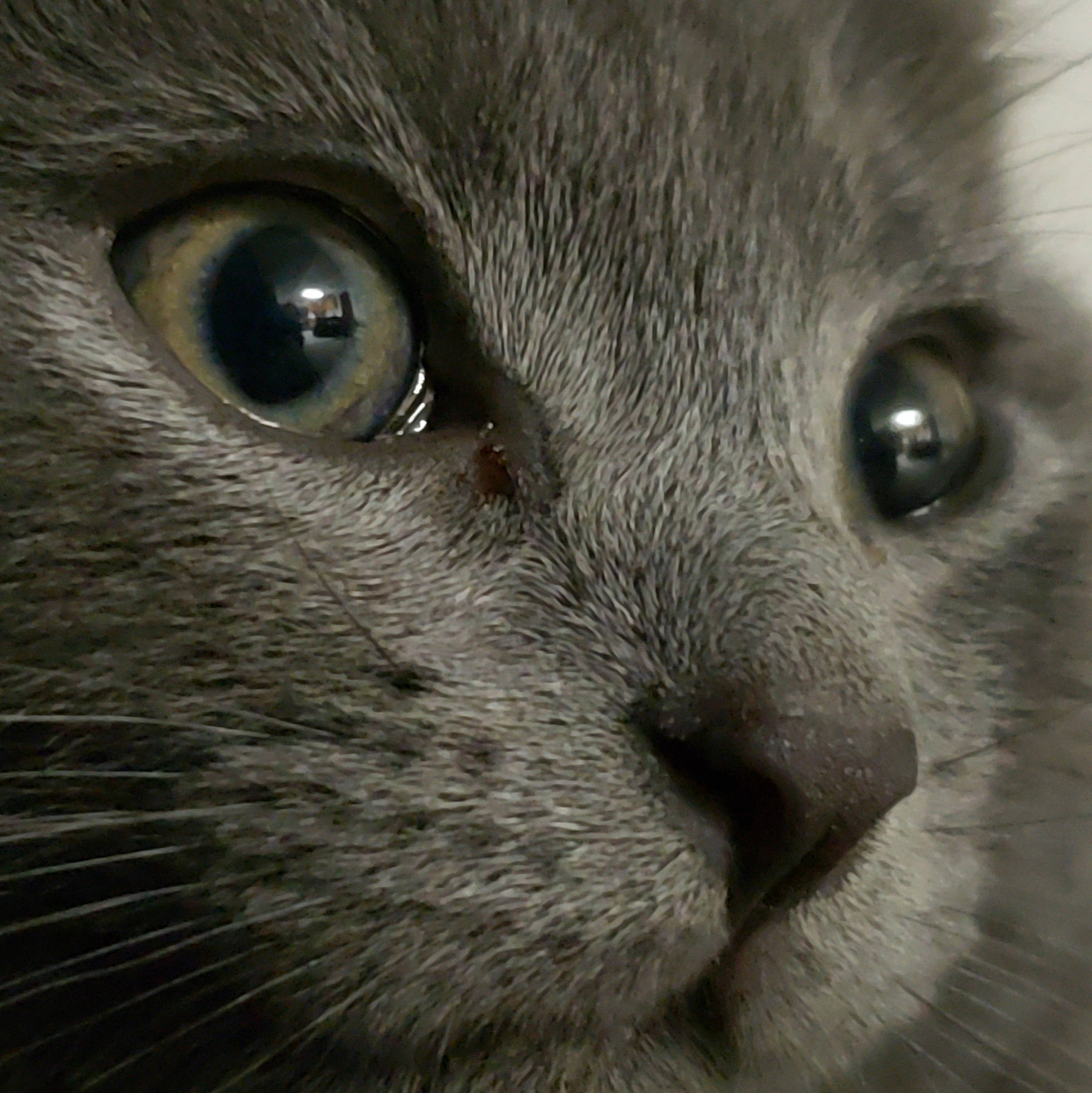 Nimbus is registered to the contest to win money with this photo: asian, carnivore, cat, chartreux, close_up, domestic_short_haired_cat, eye, felidae, fur, iris, korat, mammal, nebelung, nose, ojos_azules, russian_blue, small_to_medium_sized_cats, snout, vertebrate, whiskers