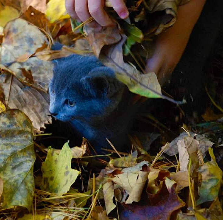 Nimbus joined the competition — help win amazing prizes! adaptation, cat, chartreux, fawn, felidae, leaf, plant, russian_blue, small_to_medium_sized_cats