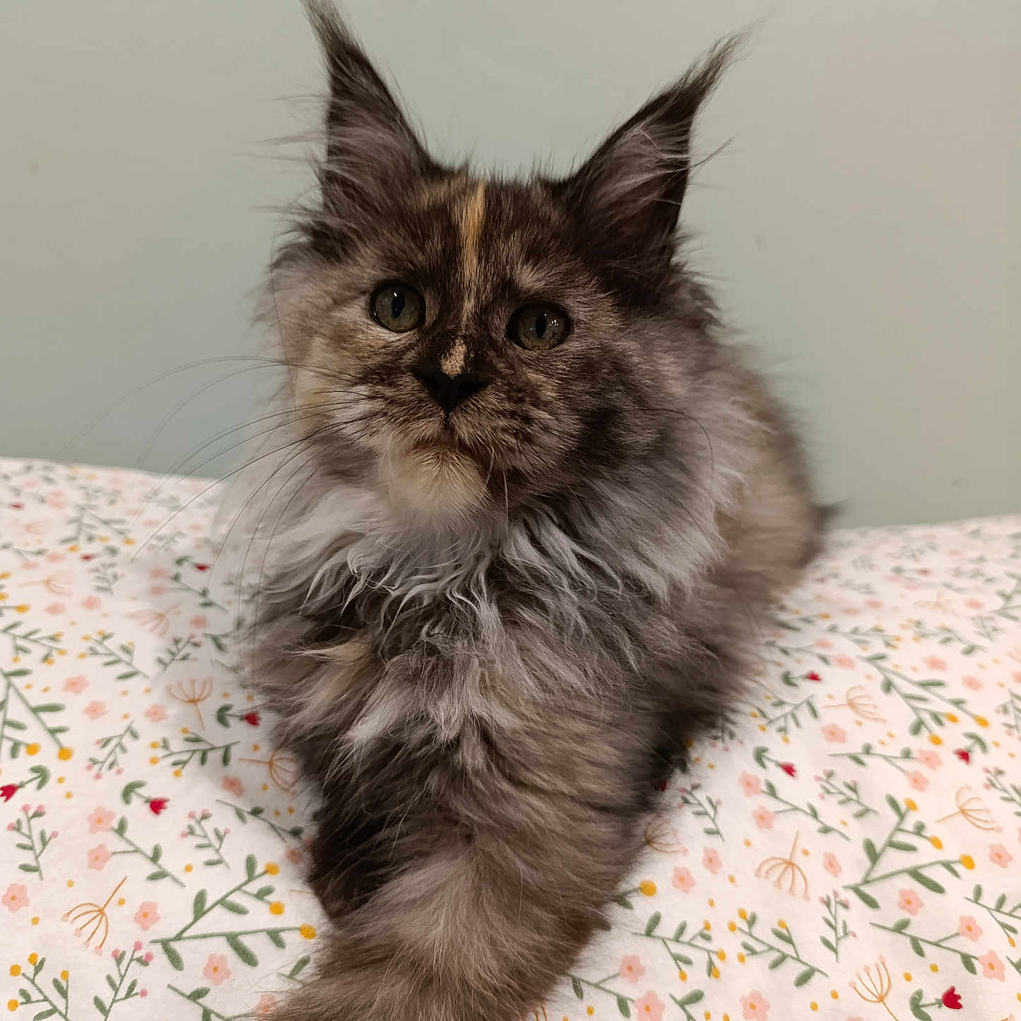 Vegas participe au concours pour gagner de l'argent avec cette photo : abyssinian, angora, animal, bed, bedroom, brasssection, cat, couch, furniture, hardwood, homedecor, indoors, kitten, manx, musicalinstrument, pet, plywood, room, siamese, wood