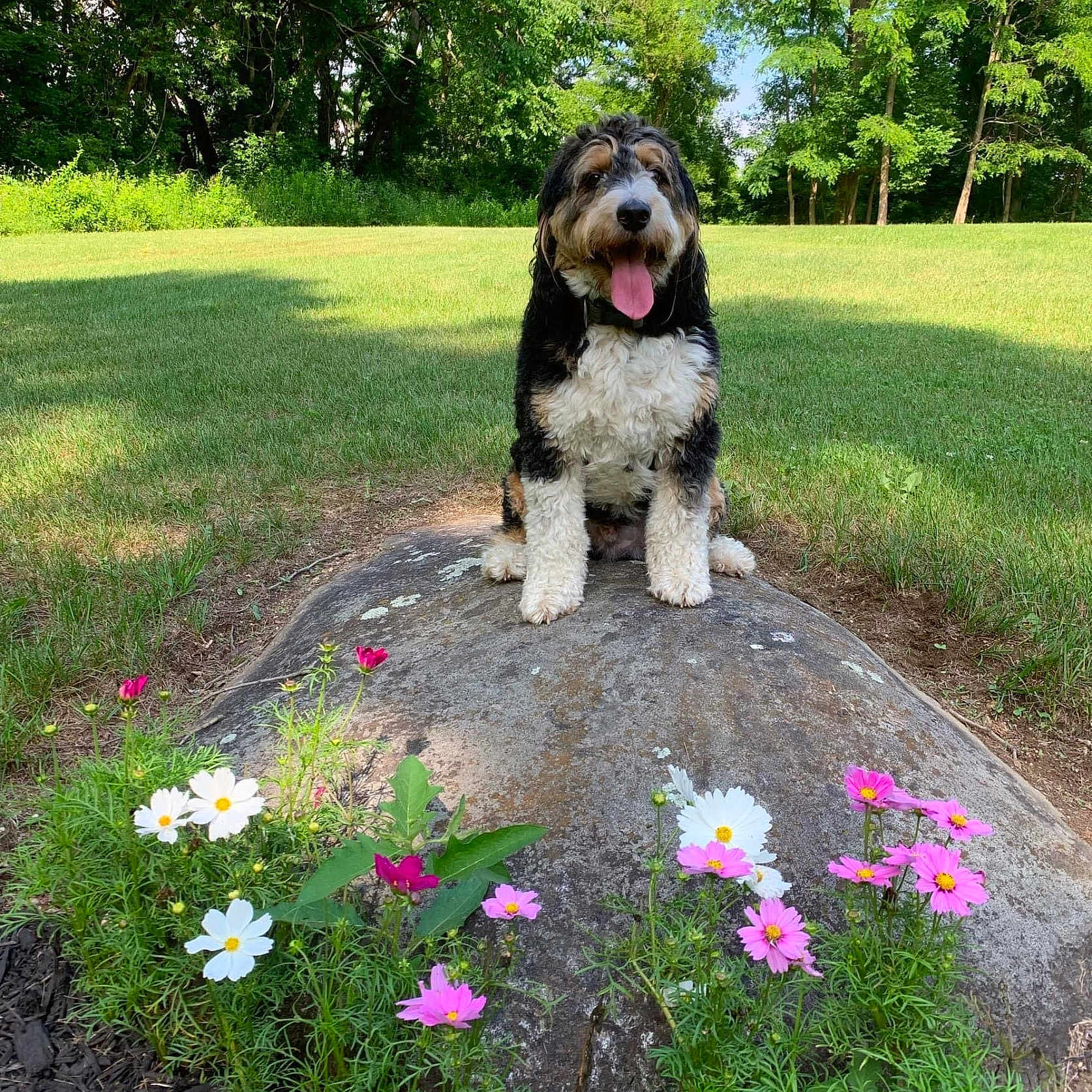 Henry joined the competition — help win amazing prizes! daisy, flower, geranium, grass, green, grove, herbal, herbs, land, nature, outdoors, park, petal, plant, pottedplant, rock, summer, tree, vegetation, woodland