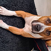 Parker participe au concours pour gagner de l'argent avec cette photo : beagle, canidae, carnivore, collar, comfort, companion_dog, dog, dog_breed, dog_supply, fawn, finnish_hound, gesture, hound, human_leg, non_sporting_group, scent_hound, snout, sporting_group, whiskers, working_animal