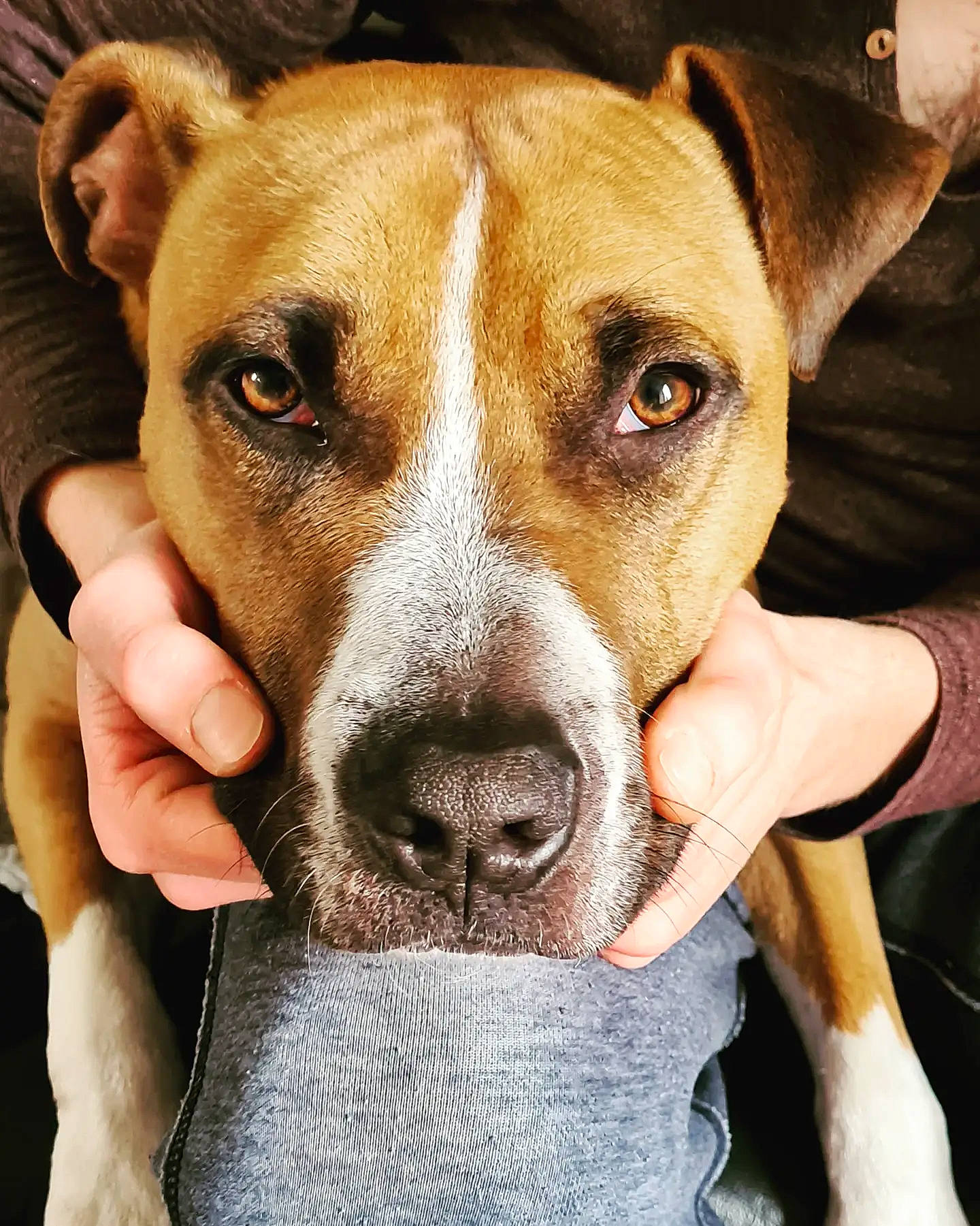 Parker a rejoint le concours — aidez-le/la à gagner de superbes lots ! ancient_dog_breeds, canidae, carnivore, collar, companion_dog, dog, dog_breed, dog_collar, ear, fawn, fur, non_sporting_group, organ, puppy, snout, sporting_group, terrestrial_animal, terrier, whiskers, working_animal