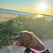 Oly a rejoint le concours — aidez-le/la à gagner de superbes lots ! dog, beach, ocean, sunset, sunlight, outdoor, coastline, sand, waves, harness, pink_harness, brown_fur, tongue, panting, profile, pet, animal, nature, seaside, golden_hour