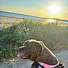 dog, beach, ocean, sunset, sunlight, outdoor, coastline, sand, waves, harness, pink_harness, brown_fur, tongue, panting, profile, pet, animal, nature, seaside, golden_hour