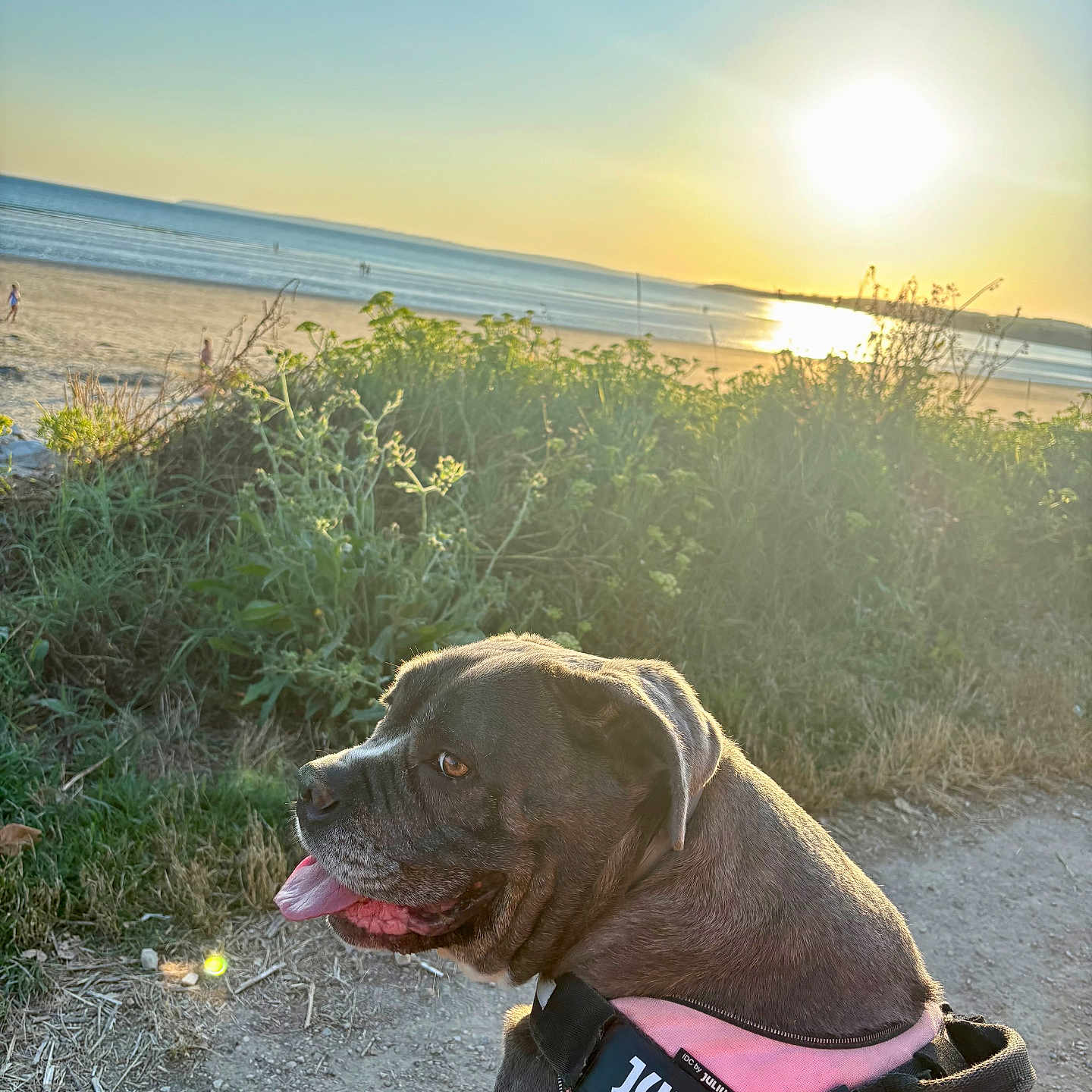 Oly a rejoint le concours — aidez-le/la à gagner de superbes lots ! dog, beach, ocean, sunset, sunlight, outdoor, coastline, sand, waves, harness, pink_harness, brown_fur, tongue, panting, profile, pet, animal, nature, seaside, golden_hour