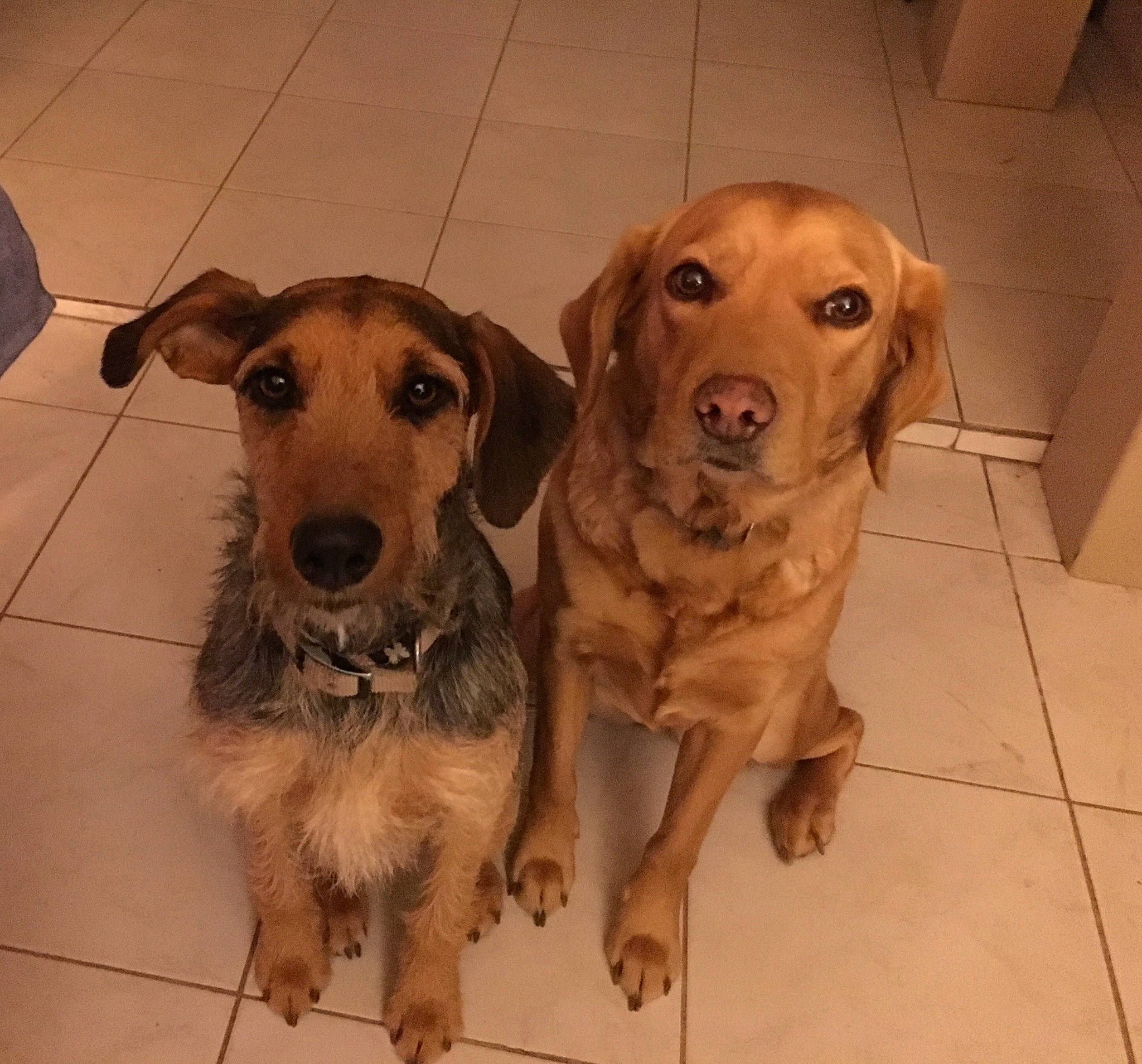 Babel Et Naia participe au concours pour gagner de l'argent avec cette photo : beagador, canidae, carnivore, companion_dog, dog, dog_breed, fawn, hunting_dog, labrador_retriever, mammal, rare_breed_dog, snout, sporting_group, street_dog, whiskers, working_dog