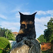 Seckhmett participe au concours pour gagner de l'argent avec cette photo : cat, tortoiseshell_cat, animal, outdoor, tree_stump, claws, nature, sky, clouds, greenery, garden, feline, pet, sunlight, wood, wildlife, house, daytime, mammal, curious