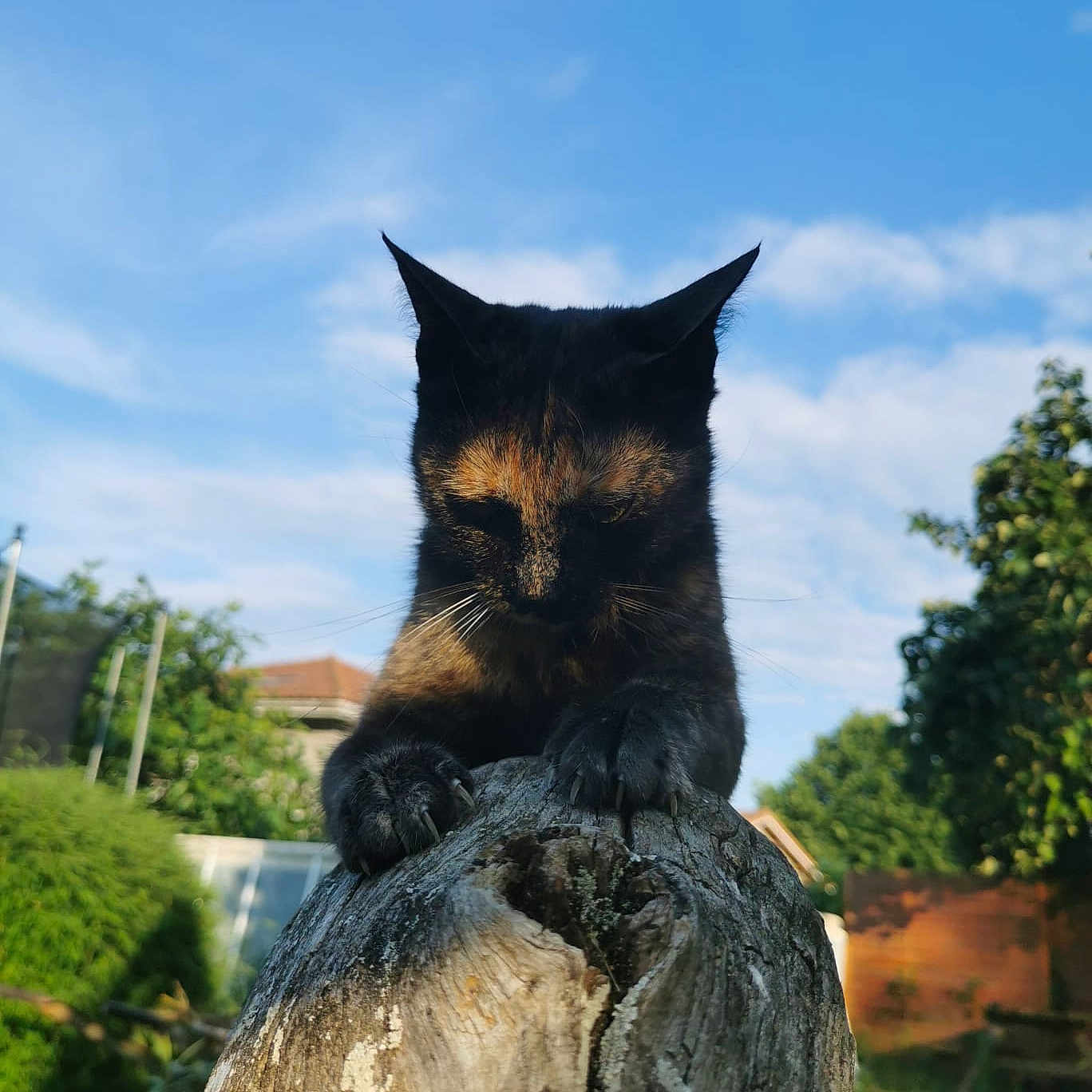 Seckhmett participe au concours pour gagner de l'argent avec cette photo : animal, cat, claws, clouds, curious, daytime, feline, garden, greenery, house, mammal, nature, outdoor, pet, sky, sunlight, tortoiseshell_cat, tree_stump, wildlife, wood