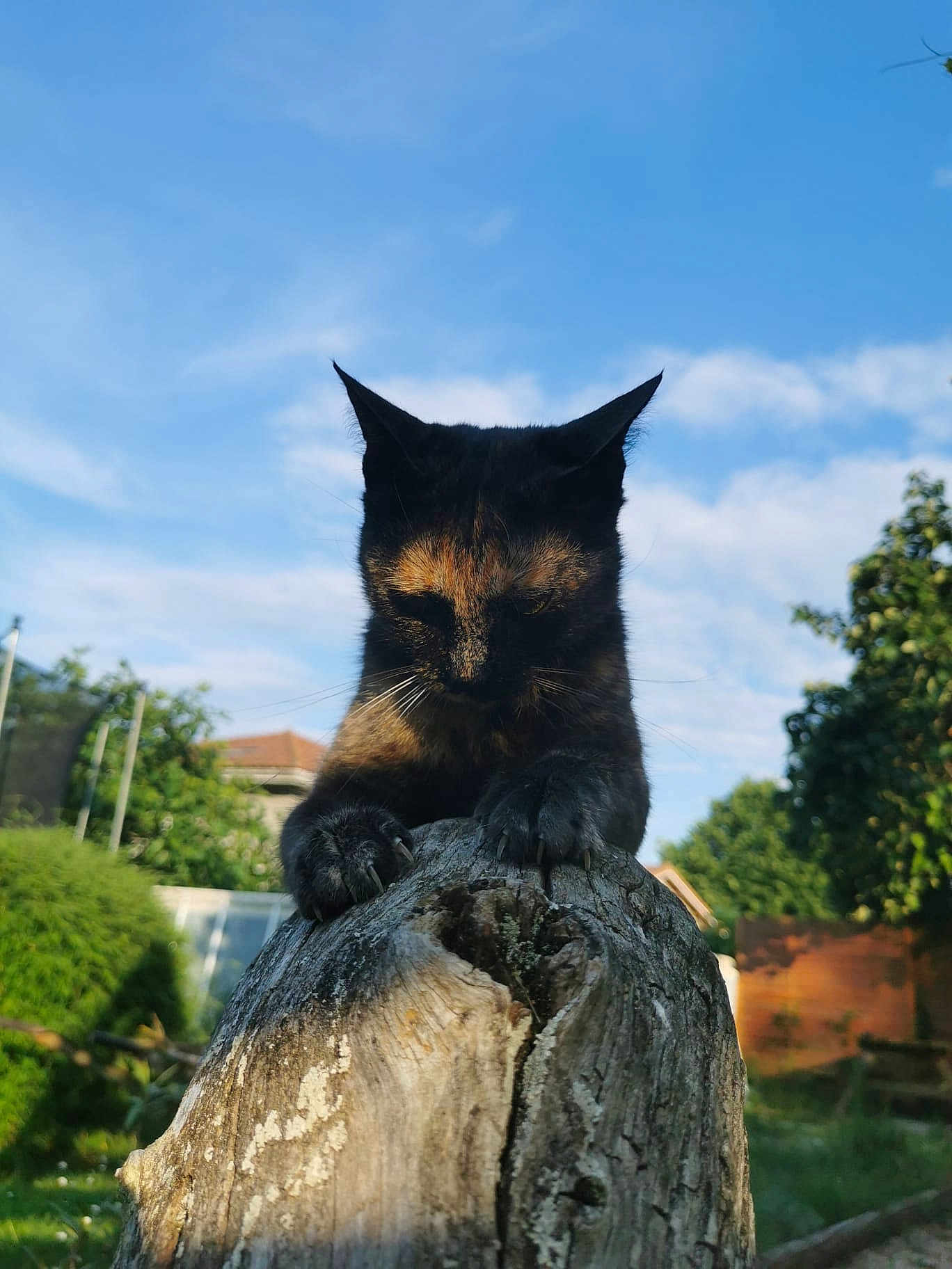 Seckhmett participe au concours pour gagner de l'argent avec cette photo : cat, tortoiseshell_cat, animal, outdoor, tree_stump, claws, nature, sky, clouds, greenery, garden, feline, pet, sunlight, wood, wildlife, house, daytime, mammal, curious