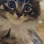 Baltic a rejoint le concours — aidez-le/la à gagner de superbes lots ! adorable, big_eyes, cat, close_up, curious, domestic_cat, face, feline, fluffy, fur, indoor, kitten, long_hair, muzzle, pet, portrait, soft_texture, tabby, whiskers, white_fur