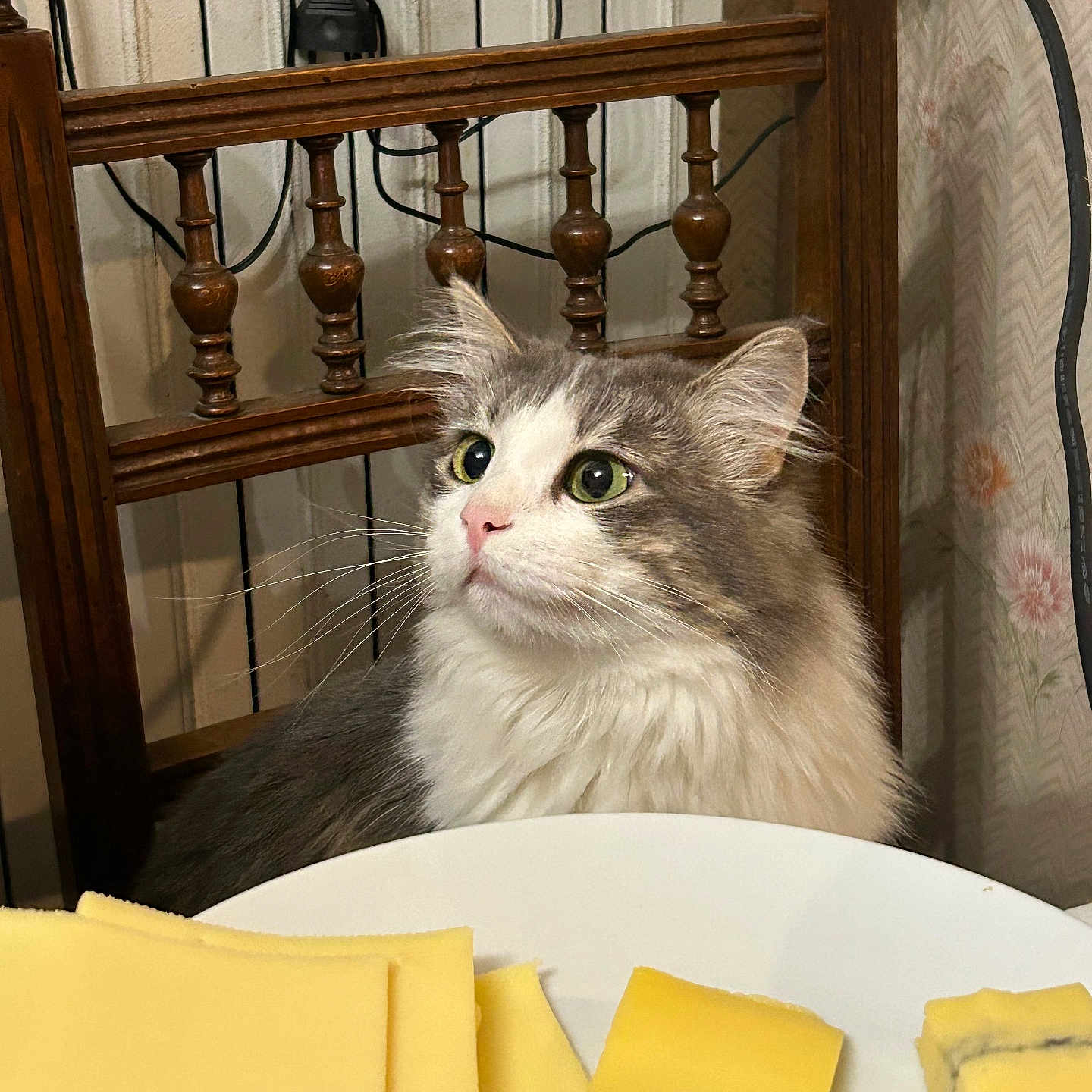 Lily a rejoint le concours — aidez-le/la à gagner de superbes lots ! angora, animal, architecture, building, butter, cat, chair, cheese, diningtable, food, furniture, house, housing, kitten, pet, plywood, shelf, staircase, table, wood