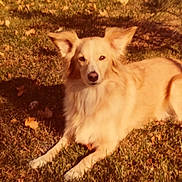 Puff joined the competition — help win amazing prizes! animal, autumn_leaves, brown, canine, daylight, dog, ears, fur, grass, laying_down, mammal, nature, nose, one_animal, outdoor, pet, relaxed, summer, sunlight, yellow