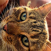Mimine a rejoint le concours — aidez-le/la à gagner de superbes lots ! cat, tabby_cat, feline, close_up, portrait, green_eyes, whiskers, fur, striped_fur, animal, pet, face, nose, ears, sunlight, warm_lighting, indoors, shallow_depth_of_field, upside_down, photography