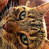 cat, tabby_cat, feline, close_up, portrait, green_eyes, whiskers, fur, striped_fur, animal, pet, face, nose, ears, sunlight, warm_lighting, indoors, shallow_depth_of_field, upside_down, photography