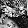 cat, tabby_cat, person, face, close_up, black_and_white, portrait, whiskers, fur, animal, human, eye, nose, mouth, lips, cheek, indoor, dramatic_lighting, selfie, funny_pose