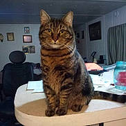 Cheshire is registered to the contest to win money with this photo: cat, tabby_cat, indoor, kitchen_counter, furniture, household_items, curious, pet, animal, tabby, domestic_cat, feline, staring, seated, room, chair, picture_frames, curtains, table, jar