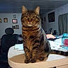 animal, cat, chair, curious, curtains, domestic_cat, feline, furniture, household_items, indoor, jar, kitchen_counter, pet, picture_frames, room, seated, staring, tabby, tabby_cat, table