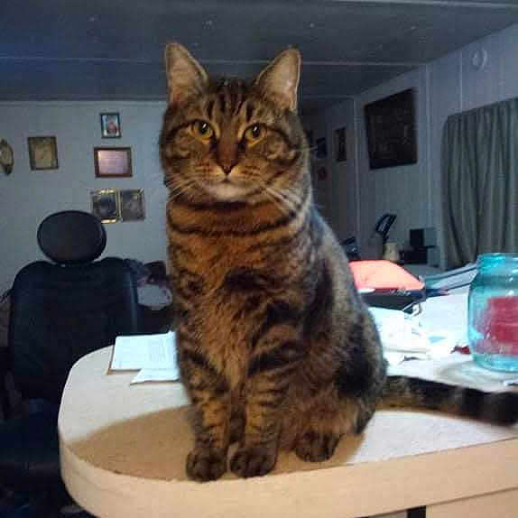 Cheshire is registered to the contest to win money with this photo: cat, tabby_cat, indoor, kitchen_counter, furniture, household_items, curious, pet, animal, tabby, domestic_cat, feline, staring, seated, room, chair, picture_frames, curtains, table, jar