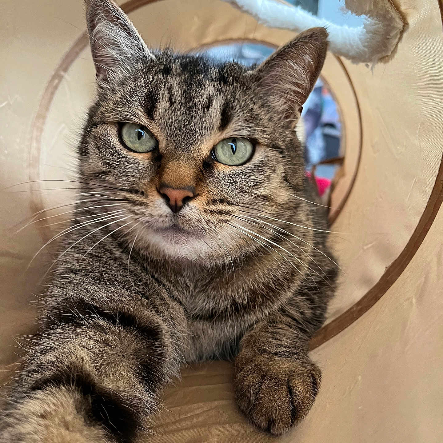 Prince a rejoint le concours — aidez-le/la à gagner de superbes lots ! abyssinian, angora, animal, cat, chair, couch, egyptiancat, furniture, hardwood, kitten, manx, person, pet, siamese, sleeping, wood