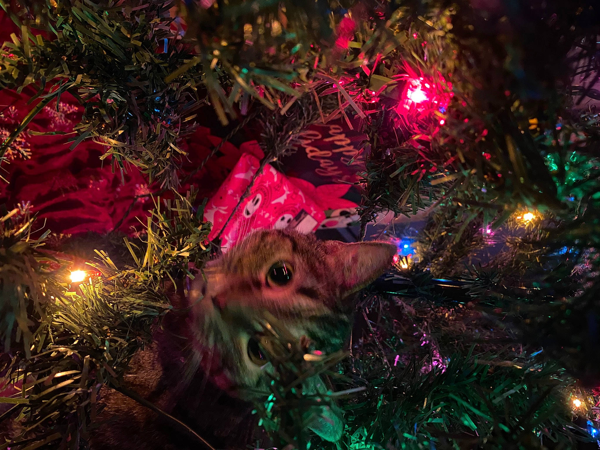 Faith is registered to the contest to win money with this photo: art, branch, christmas, christmas_decoration, christmas_eve, christmas_lights, christmas_ornament, christmas_tree, event, evergreen, holiday, holiday_ornament, magenta, midnight, nature, organism, ornament, plant, purple, space