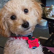 Sharkbait is registered to the contest to win money with this photo: adorable, animal, closeup, collar, companion, curly_fur, cute, dog, domestic, eyes, fluffy, fur, household, indoor, pet, portrait, puppy, soft_lighting, tag, young_dog