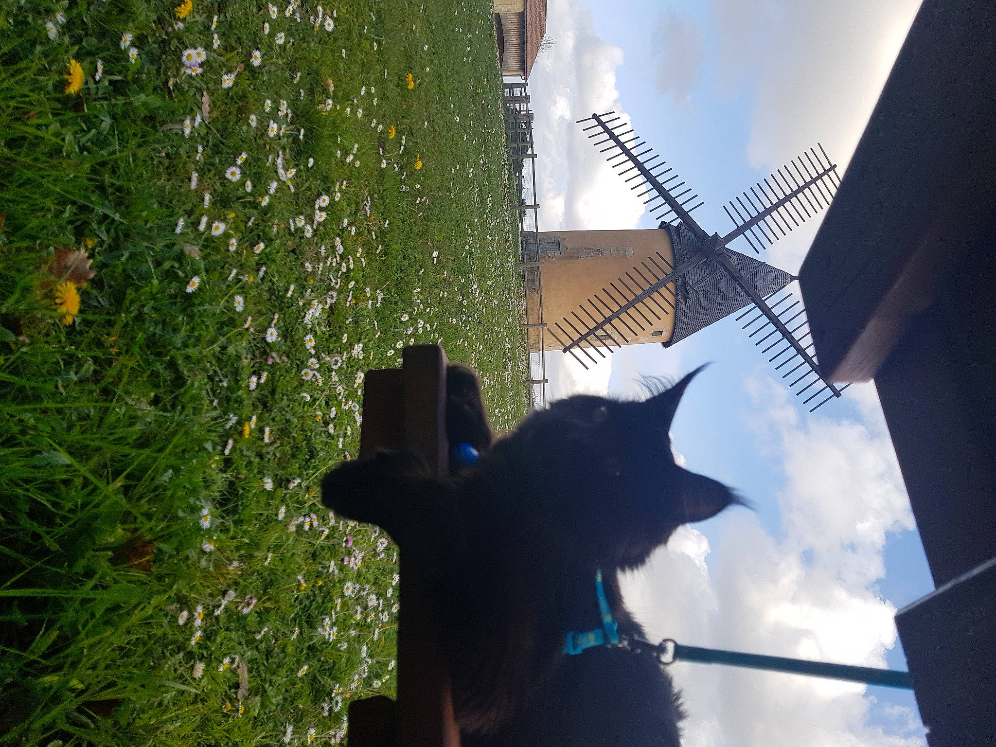 Romano participe au concours pour gagner de l'argent avec cette photo : building, carnivore, cat, dog, felidae, house, leaf, light, line, mammal, photograph, plant, shade, sky, small_to_medium_sized_cats, sunlight, tints_and_shades, tree, vertebrate, window