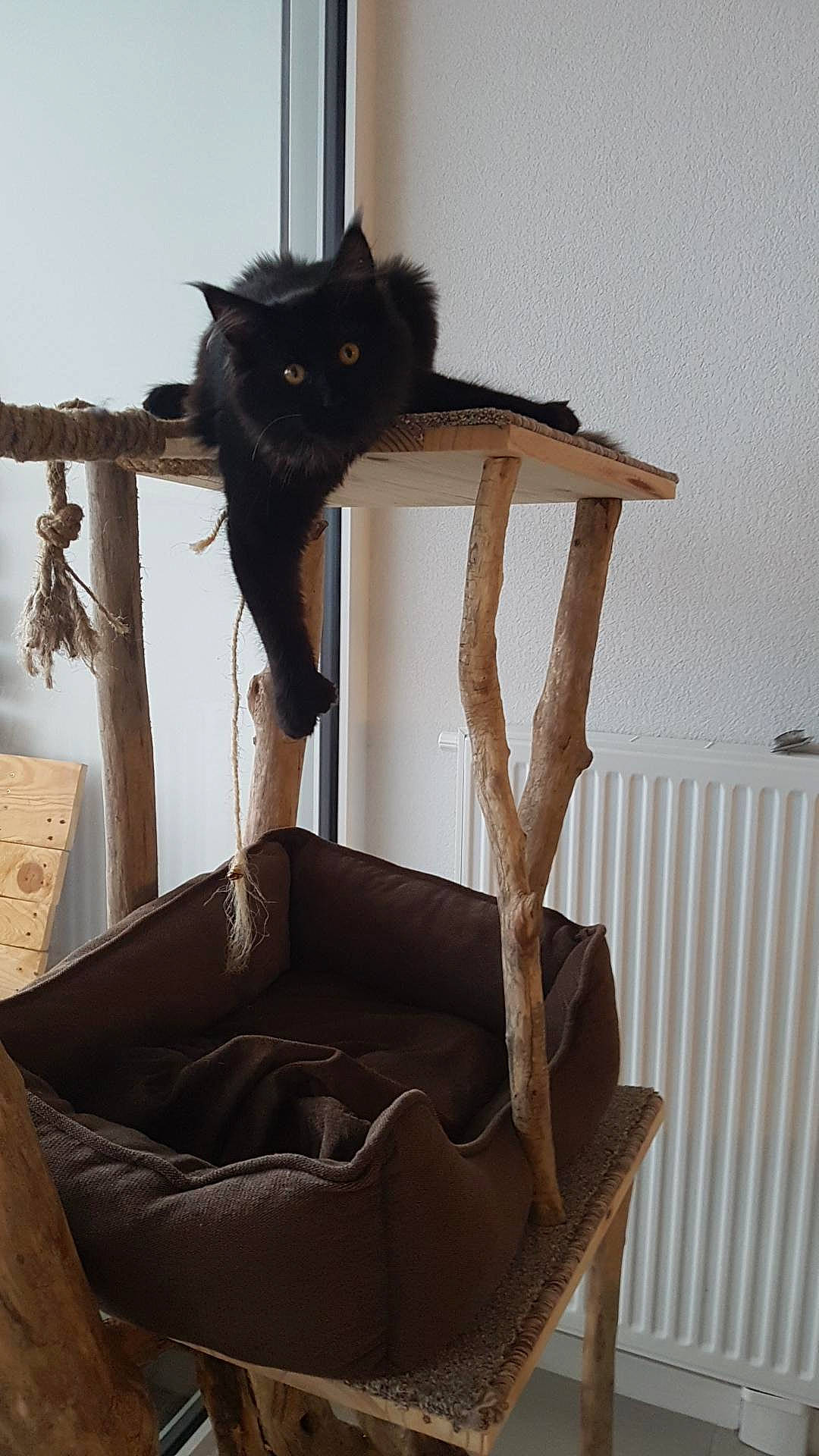 Romano participe au concours pour gagner de l'argent avec cette photo : black_cat, cat, cat_furniture, felidae, small_to_medium_sized_cats