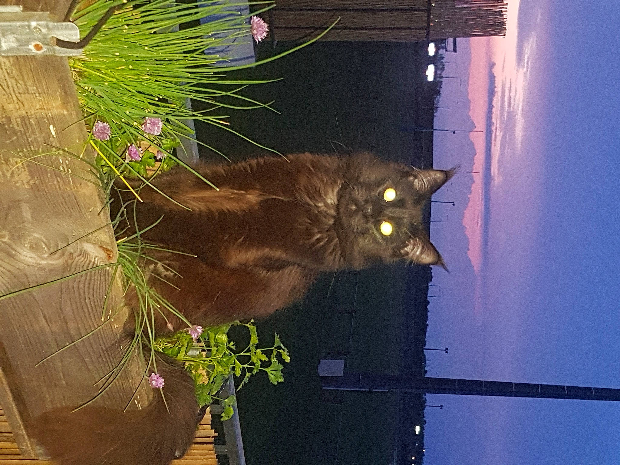 Romano participe au concours pour gagner de l'argent avec cette photo : carnivore, cat, domestic_short_haired_cat, felidae, flower, flowerpot, fur, grass, green, light, line, plant, small_to_medium_sized_cats, snout, tail, tints_and_shades, twig, whiskers, window, wood