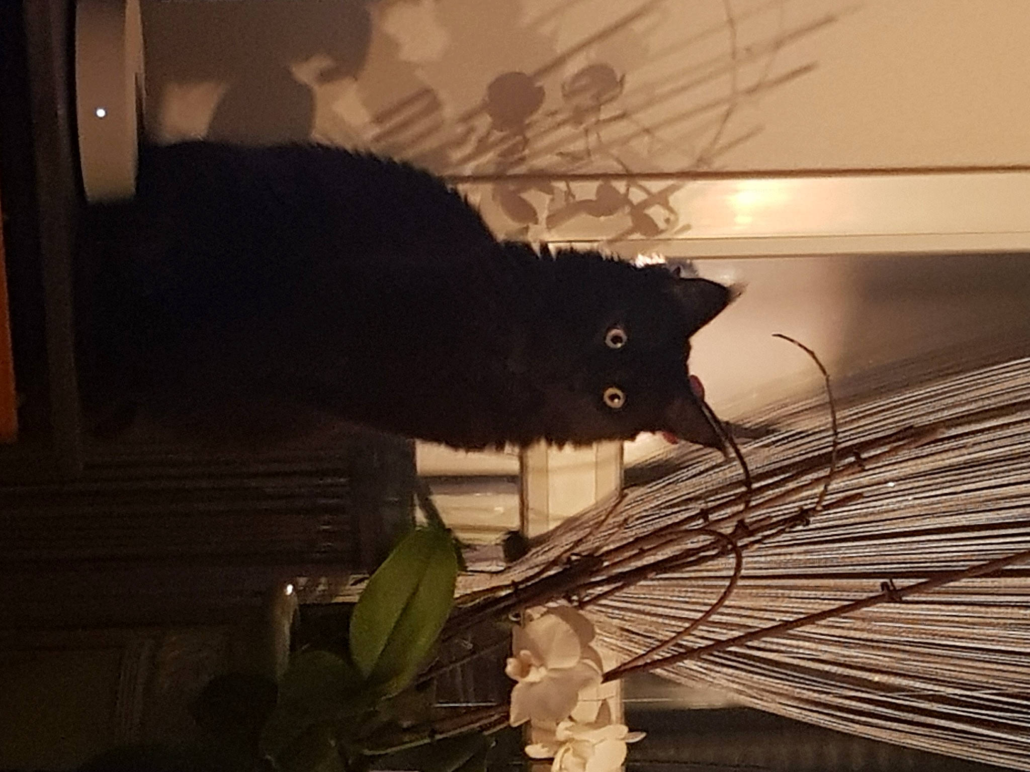 Romano participe au concours pour gagner de l'argent avec cette photo : black_cat, bombay, carnivore, cat, darkness, domestic_short_haired_cat, felidae, fur, houseplant, lighting, plant, room, small_to_medium_sized_cats, tail, tints_and_shades, tree, twig, whiskers, window, wood