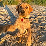 puppy, dog, sand, beach, grass, trees, sunlight, golden_hour, outdoor, playful, collar, pet, young_dog, nature, animal, summer, closeup, canine, fur, paw
